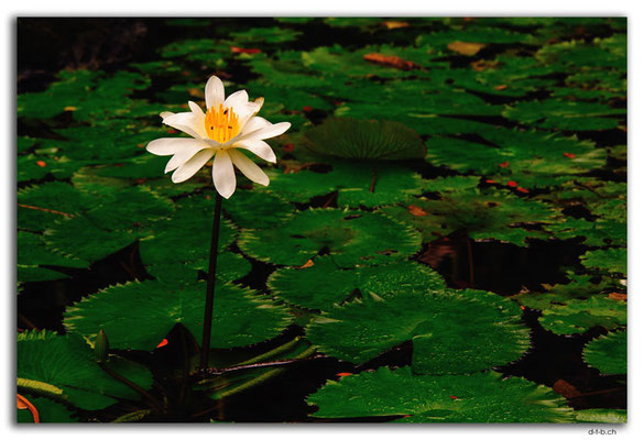 FJ0025.Garden of Sleeping Giant.