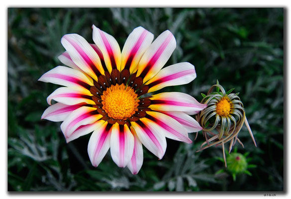 TR0519.Lefkosa.Blume