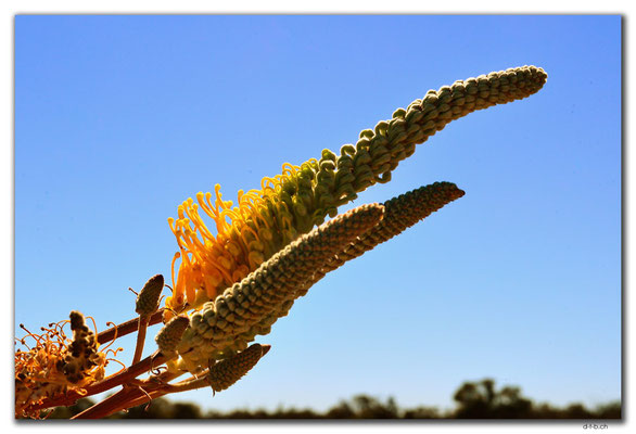 AU0545.Flame Grevillea
