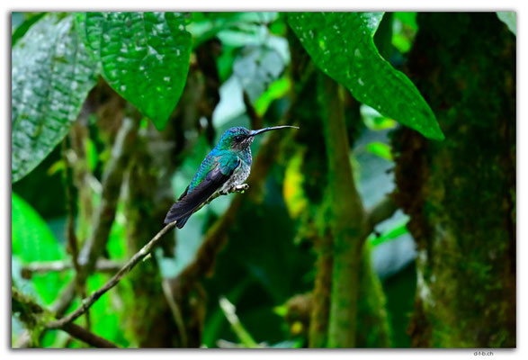 EQ0009.Los Bancos.Colibri