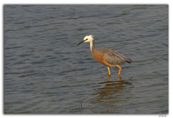 NZ0485.Motueka Sandspit.Egret (White faced Heron)