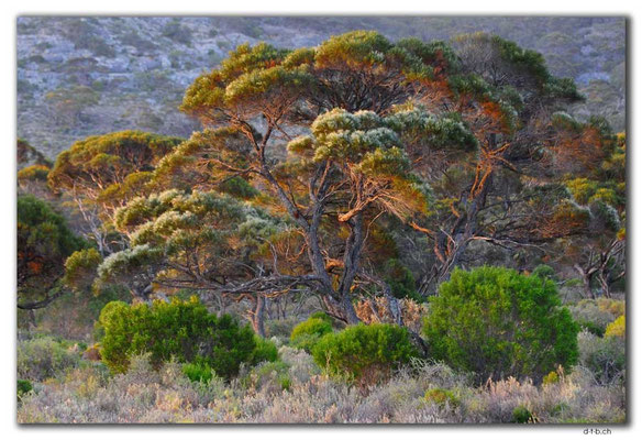 AU0920.Roe Plain.Baum.