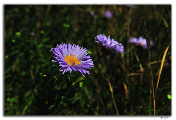 AU0372.Blume