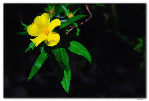 AU0763.Quinninup.Blume