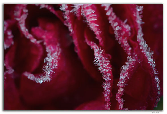 GW0486.Rose mit Reifkristallen