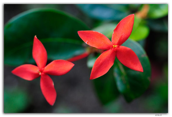 VT0124.Efate.Erakor.Flower