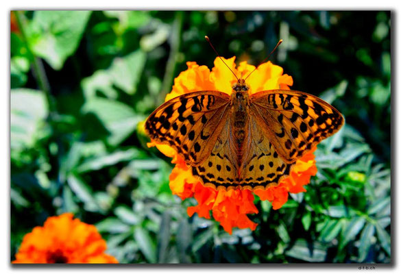 IR0041.Tehran.Schmetterling