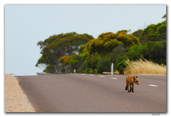 AU0985.Eyre Peninsula.Fuchs