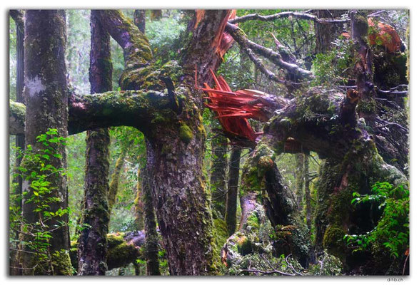 AU1384.Overland Track.Wald