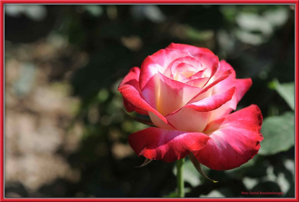 C0090Rose,Peking