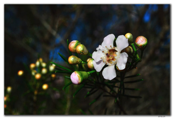 AU0524.Geraldton Wax