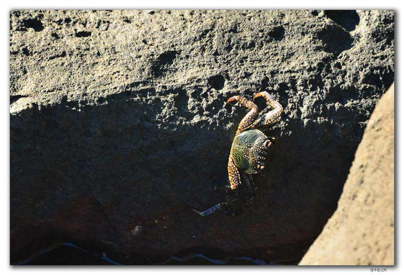 FJ0083.Vatia Beach.Crab