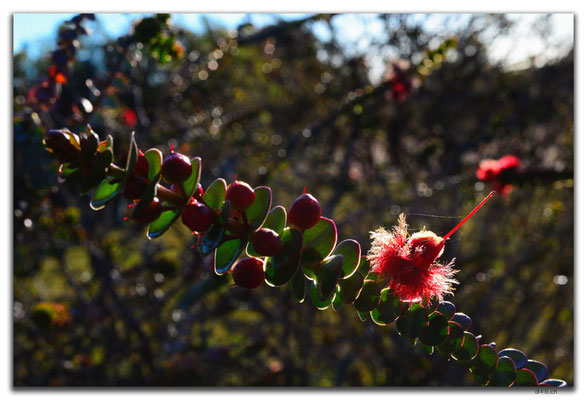 AU0527.Scarlet Feather Flower