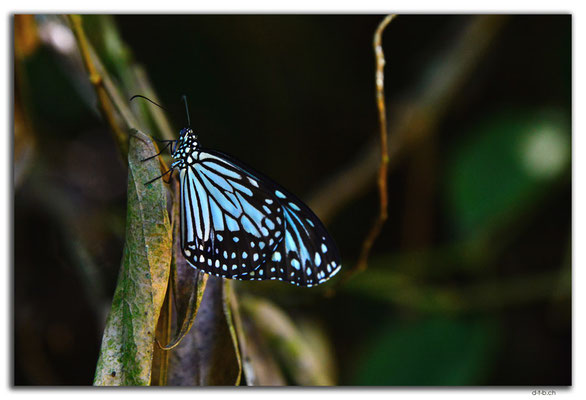 VN0348.Dambri Fall.Schmetterling