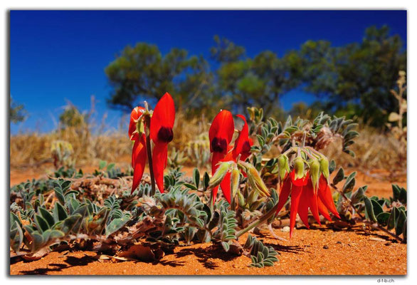 AU0298.Sturt's Desert Pea