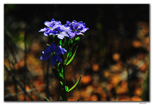 AU0626.Blume