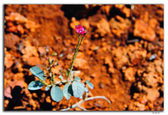 AU0317.Karratha.Blume