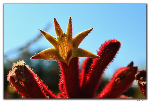 AU0850.Neds Corner Rd.Kangaroo Paw