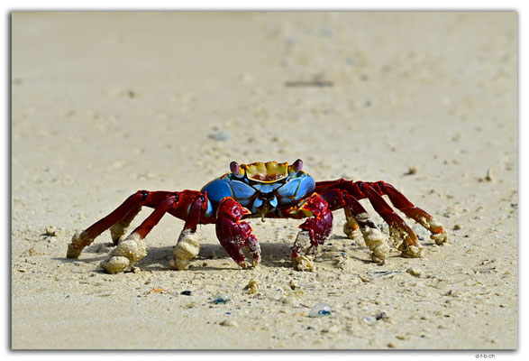 EQ0128.Floreana Island.Punta Cormorant.East Beach.Ghost Crab