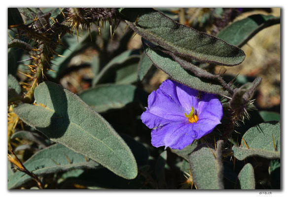 AU0238.Blume