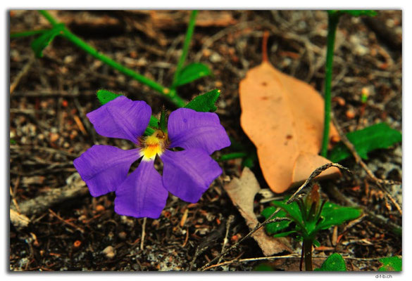 AU0783.Deep River.Blume