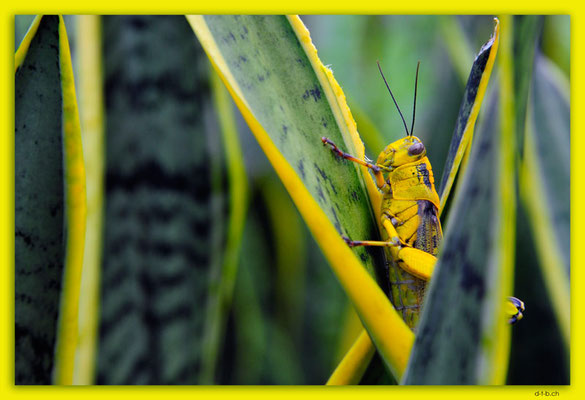 SIN0007.Sky Gardens at Capita Spring.Grasshopper