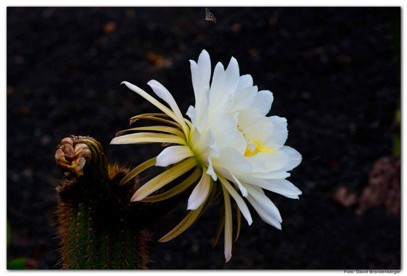 LAN077.Kaktusblüte