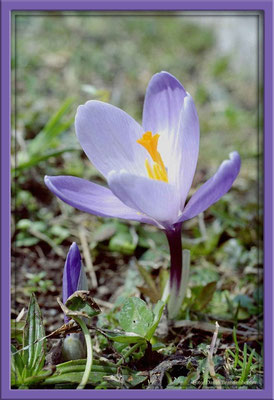 A0006 Krokus,Klosters,CH