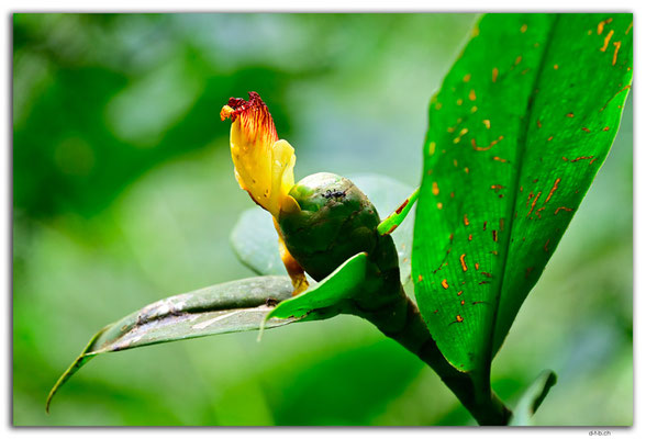 EQ0311.Los Bancos.Cascada Tatala.Costus scaber