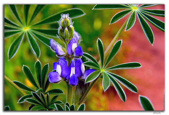 AU0489.Geraldton.Lupinie