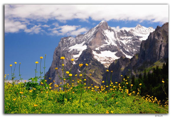 GW0289.Butterblumen vor Wetterhorn