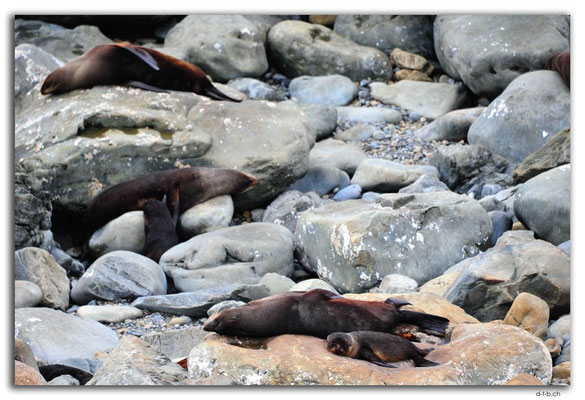 NZ0695.Ohau Point.Seals