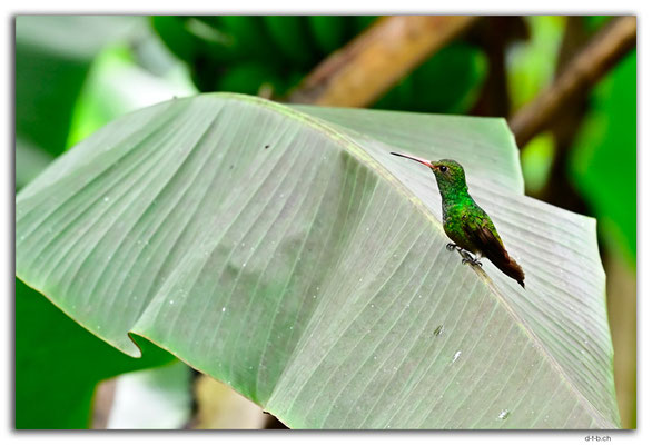 EQ0011.Los Bancos.Colibri