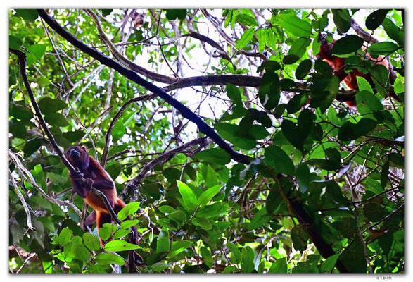 SR0056.Brownsberg N.P.Howler Monkeys