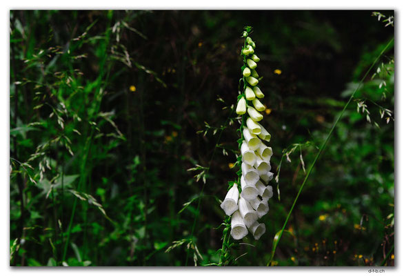 NZ0548.Kahurangi N.P.Flower at the Cobb Dam Road