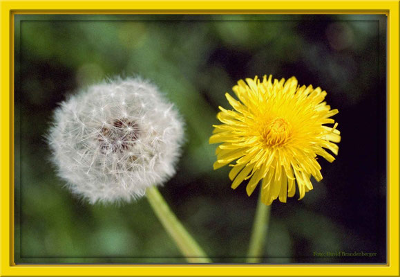 A0012 Löwenzahnblumen,Klosters,CH