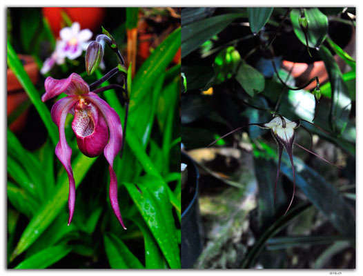 CA0803.Edmonton.Muttart Conservatory.Orchides