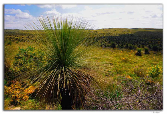 AU0605.Wanagarren N.R. Grass Tree