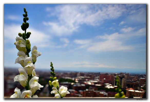 AM010.Yerevan.Orchidee