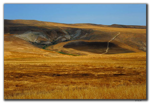 AZ025.Kornfeld in der Wüste