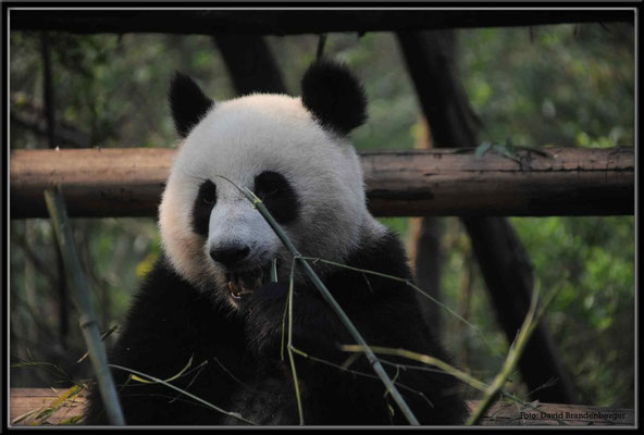 C0740Panda Zoo Chengdu