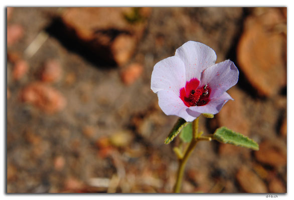 AU0209.Halls Creek.China Wall.Blume