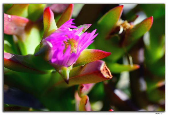 AU0556.Lake Indoon.Sukkulentenblume