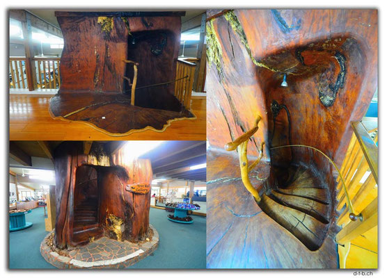 NZ0122.KaUri Unearthed.45'000Year old Kauri Tree with Staircase