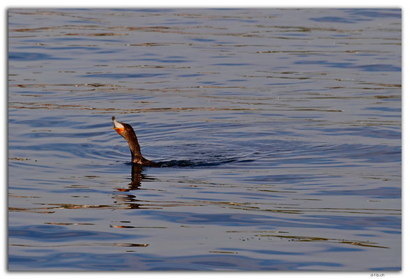 CA1335.Halifax.Waterfront.Catch