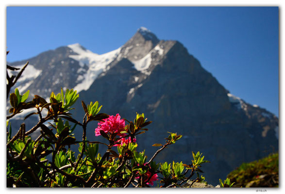 GW0527.Alpenrose vor Wetterhorn
