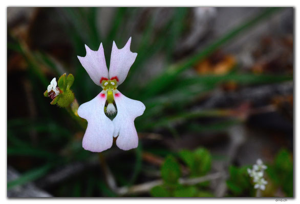 AU0653.Mt.Observation.Orchid