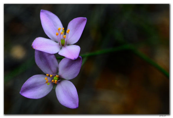 AU0660.Mt.Observation.Blume