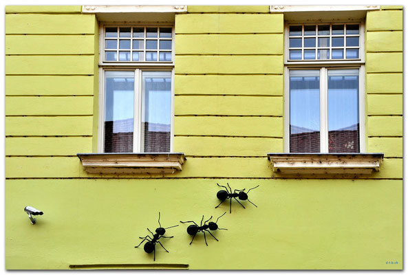 CZ011.Brno.Beobachtete Ameisen