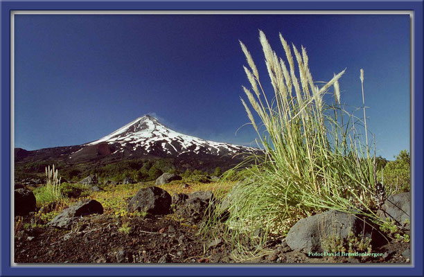 25.P.N. Conguillio und Vulkan Llaima,Chile